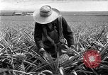 Standbild Ananas Farm Hawaii USA, 1924, aus Sekunde 21 historischem Filmmaterial Videoclip 65675070224