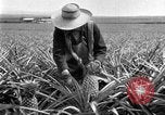 Standbild Ananas Farm Hawaii USA, 1924, aus Sekunde 22 historischem Filmmaterial Videoclip 65675070224