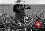 Standbild Ananas Farm Hawaii USA, 1924, aus Sekunde 23 historischem Filmmaterial Videoclip 65675070224