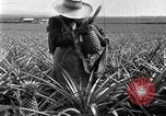 Standbild Ananas Farm Hawaii USA, 1924, aus Sekunde 24 historischem Filmmaterial Videoclip 65675070224