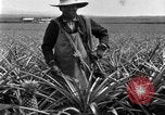 Standbild Ananas Farm Hawaii USA, 1924, aus Sekunde 25 historischem Filmmaterial Videoclip 65675070224