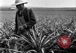 Standbild Ananas Farm Hawaii USA, 1924, aus Sekunde 26 historischem Filmmaterial Videoclip 65675070224