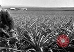 Standbild Ananas Farm Hawaii USA, 1924, aus Sekunde 27 historischem Filmmaterial Videoclip 65675070224