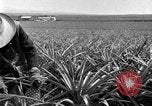 Standbild Ananas Farm Hawaii USA, 1924, aus Sekunde 28 historischem Filmmaterial Videoclip 65675070224