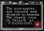Standbild Ananas Farm Hawaii USA, 1924, aus Sekunde 29 historischem Filmmaterial Videoclip 65675070224