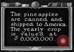 Standbild Ananas Farm Hawaii USA, 1924, aus Sekunde 30 historischem Filmmaterial Videoclip 65675070224