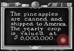Standbild Ananas Farm Hawaii USA, 1924, aus Sekunde 31 historischem Filmmaterial Videoclip 65675070224
