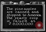 Standbild Ananas Farm Hawaii USA, 1924, aus Sekunde 32 historischem Filmmaterial Videoclip 65675070224