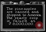 Standbild Ananas Farm Hawaii USA, 1924, aus Sekunde 34 historischem Filmmaterial Videoclip 65675070224