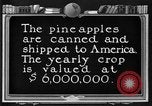 Standbild Ananas Farm Hawaii USA, 1924, aus Sekunde 37 historischem Filmmaterial Videoclip 65675070224
