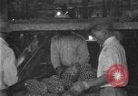 Standbild Ananas Farm Hawaii USA, 1924, aus Sekunde 38 historischem Filmmaterial Videoclip 65675070224
