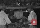 Standbild Ananas Farm Hawaii USA, 1924, aus Sekunde 41 historischem Filmmaterial Videoclip 65675070224