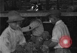 Standbild Ananas Farm Hawaii USA, 1924, aus Sekunde 42 historischem Filmmaterial Videoclip 65675070224