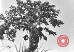 Standbild papaya Baum Hawaii USA, 1924, aus Sekunde 11 historischem Filmmaterial Videoclip 65675070225