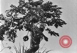 Standbild papaya Baum Hawaii USA, 1924, aus Sekunde 12 historischem Filmmaterial Videoclip 65675070225