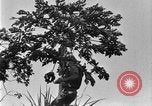 Standbild papaya Baum Hawaii USA, 1924, aus Sekunde 13 historischem Filmmaterial Videoclip 65675070225