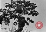 Standbild papaya Baum Hawaii USA, 1924, aus Sekunde 14 historischem Filmmaterial Videoclip 65675070225