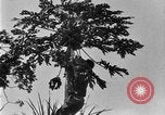 Standbild papaya Baum Hawaii USA, 1924, aus Sekunde 15 historischem Filmmaterial Videoclip 65675070225