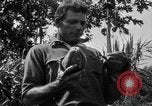 Standbild papaya Baum Hawaii USA, 1924, aus Sekunde 17 historischem Filmmaterial Videoclip 65675070225