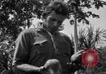 Standbild papaya Baum Hawaii USA, 1924, aus Sekunde 18 historischem Filmmaterial Videoclip 65675070225