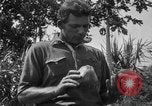 Standbild papaya Baum Hawaii USA, 1924, aus Sekunde 19 historischem Filmmaterial Videoclip 65675070225