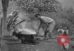 Image of poi Hawaii USA, 1924, second 12 stock footage video 65675070226