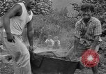 Image of poi Hawaii USA, 1924, second 17 stock footage video 65675070226