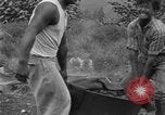 Image of poi Hawaii USA, 1924, second 18 stock footage video 65675070226
