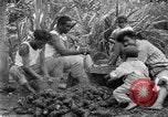 Image of poi Hawaii USA, 1924, second 21 stock footage video 65675070226