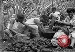 Image of poi Hawaii USA, 1924, second 22 stock footage video 65675070226