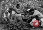 Image of poi Hawaii USA, 1924, second 23 stock footage video 65675070226