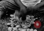 Image of poi Hawaii USA, 1924, second 53 stock footage video 65675070226