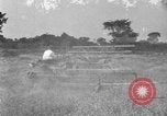 Image of tractor-drawn binder United States USA, 1919, second 35 stock footage video 65675070232