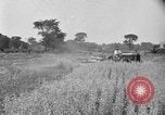 Image of tractor-drawn binder United States USA, 1919, second 48 stock footage video 65675070232