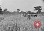 Image of tractor-drawn binder United States USA, 1919, second 51 stock footage video 65675070232
