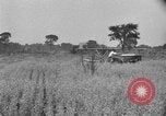 Image of tractor-drawn binder United States USA, 1919, second 52 stock footage video 65675070232