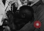 Image of baby gorilla Sinbad Chicago Illinois USA, 1948, second 6 stock footage video 65675070238