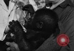 Image of baby gorilla Sinbad Chicago Illinois USA, 1948, second 7 stock footage video 65675070238