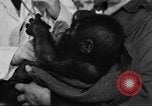 Image of baby gorilla Sinbad Chicago Illinois USA, 1948, second 8 stock footage video 65675070238