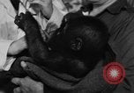 Image of baby gorilla Sinbad Chicago Illinois USA, 1948, second 9 stock footage video 65675070238