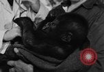 Image of baby gorilla Sinbad Chicago Illinois USA, 1948, second 10 stock footage video 65675070238