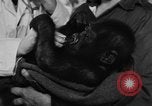 Image of baby gorilla Sinbad Chicago Illinois USA, 1948, second 11 stock footage video 65675070238