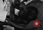 Image of baby gorilla Sinbad Chicago Illinois USA, 1948, second 12 stock footage video 65675070238