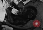 Image of baby gorilla Sinbad Chicago Illinois USA, 1948, second 13 stock footage video 65675070238