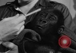 Image of baby gorilla Sinbad Chicago Illinois USA, 1948, second 14 stock footage video 65675070238