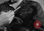 Image of baby gorilla Sinbad Chicago Illinois USA, 1948, second 15 stock footage video 65675070238
