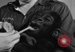 Image of baby gorilla Sinbad Chicago Illinois USA, 1948, second 16 stock footage video 65675070238