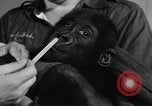 Image of baby gorilla Sinbad Chicago Illinois USA, 1948, second 17 stock footage video 65675070238