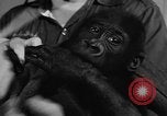 Image of baby gorilla Sinbad Chicago Illinois USA, 1948, second 18 stock footage video 65675070238