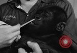 Image of baby gorilla Sinbad Chicago Illinois USA, 1948, second 19 stock footage video 65675070238
